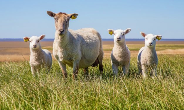 Det vilde vest: Oplev 80 km rå natur langs Vestkyststien!