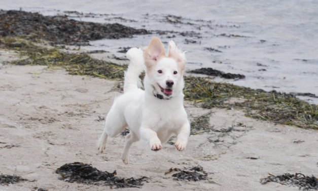 En tur til stranden med menneskets bedste ven?