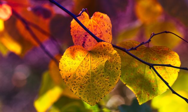 3 gode råd til efterårshaven!