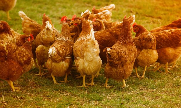 Landbrug med blandet produktion har mange fordele!