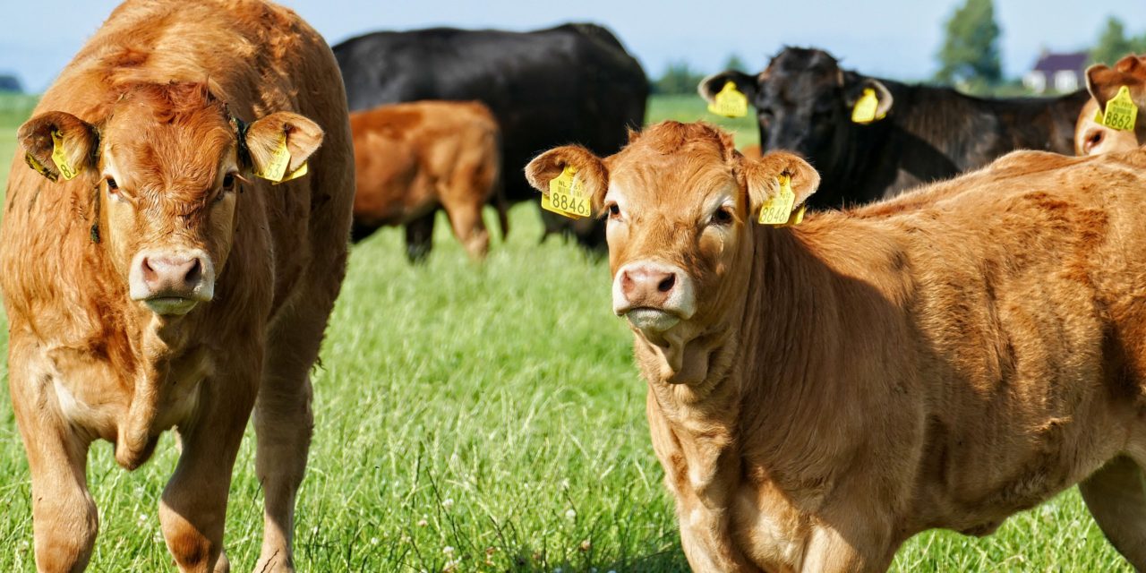 1 ud af 5 skærer ned på kødforbruget for klimaets skyld!