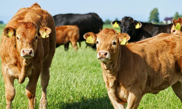 1 ud af 5 skærer ned på kødforbruget for klimaets skyld!