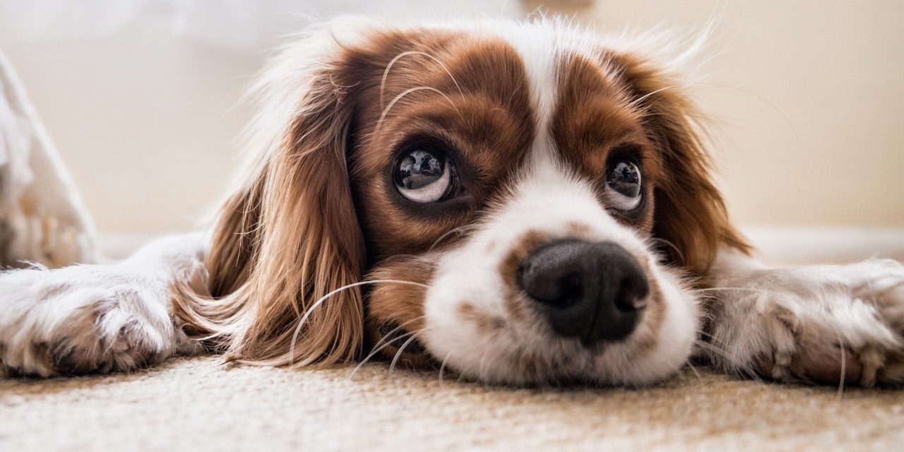 Nyt studie: Hunde reagerer mindre på dit ansigt, end du tror!