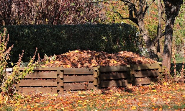 Dyreparadis og biodiversitet gør haven glad!