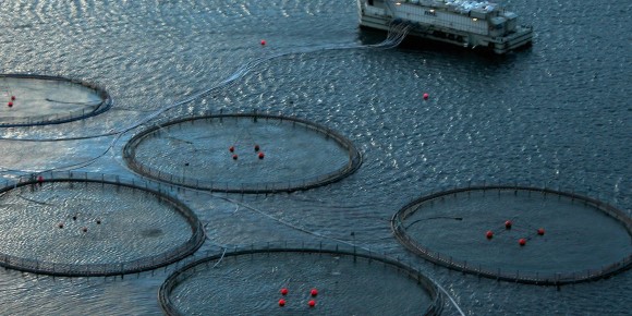 Ekskrementer og medicinrester forurener havet omkring danske havbrug!