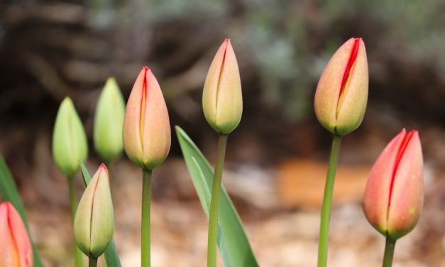 Sidste udkald for Tulipaner!