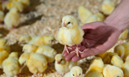 Kyllingefoder med dansk protein mindsker CO2 udledning!