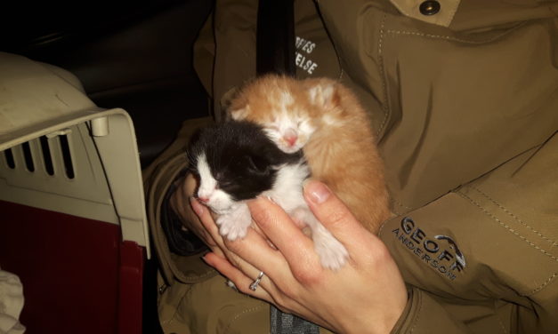 Hjælpen er reddet: 1812 kan forsat hjælpe dyr i nød!