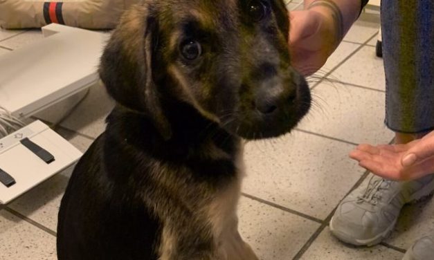 Var efterladt syv dage alene: Hvalpen Liv valgte livet!