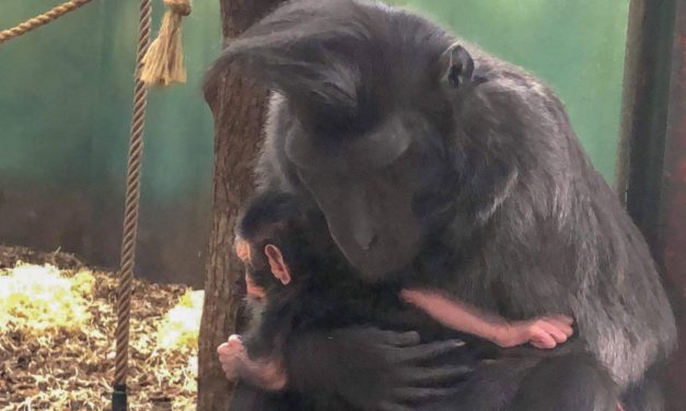 Ægte mor barn kærlighed blandt sulawesierne!