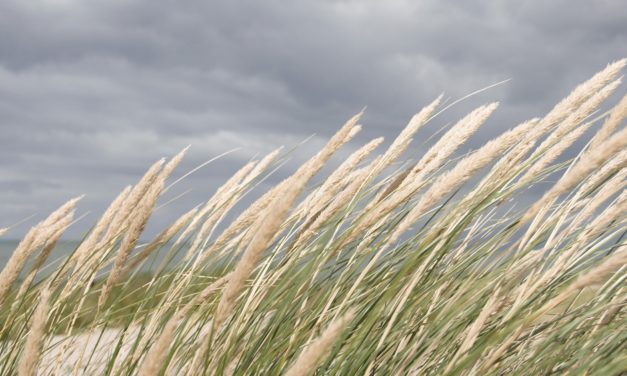 Flere kan blive naturvejledere!