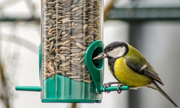Fuglekugler med plastnet kan være en dødsfælde for dyr!