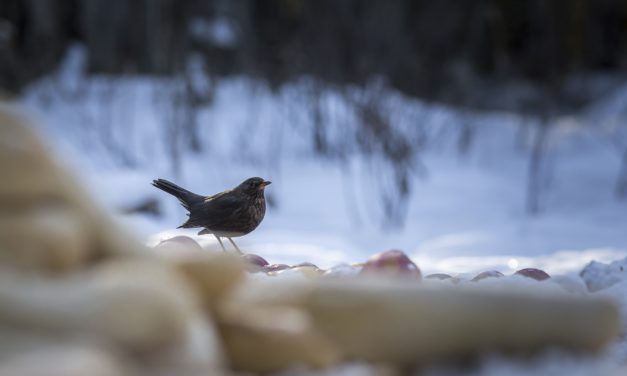 Æbler kan hjælpe solsorten!