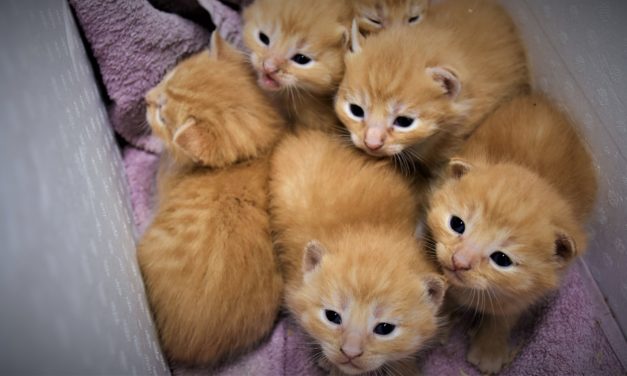 Rekord mange dyr fik hjælp i 2020!