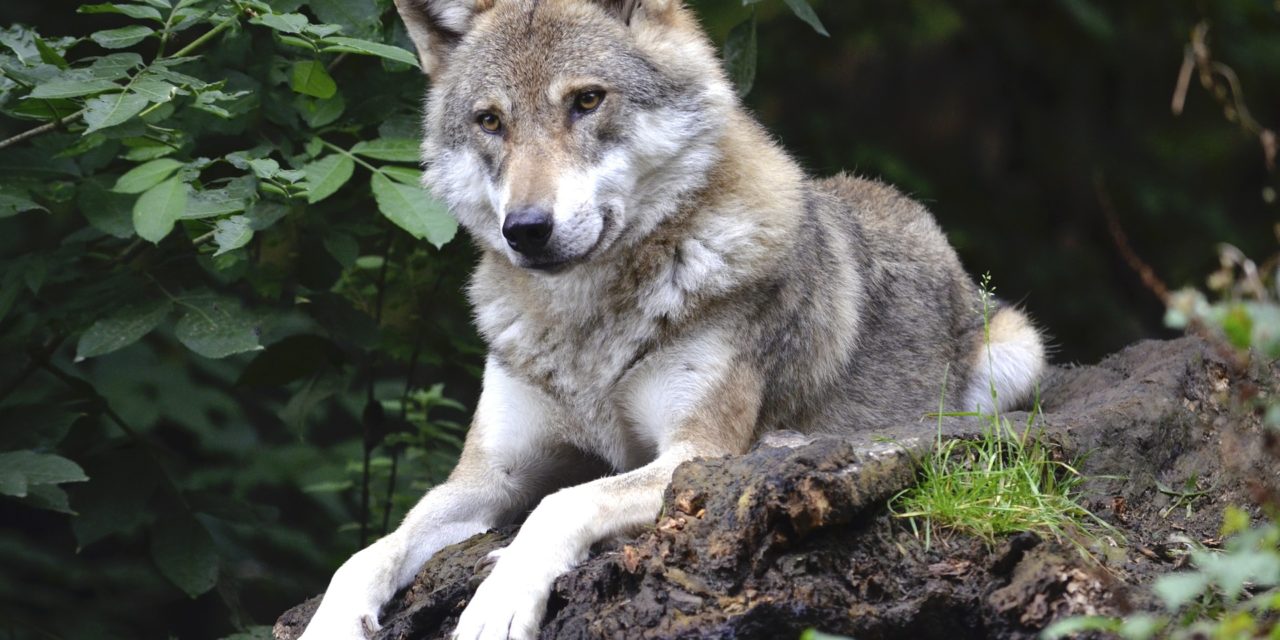 Hvor er de danske ulve? – Mistanke om systematisk udryddelse!