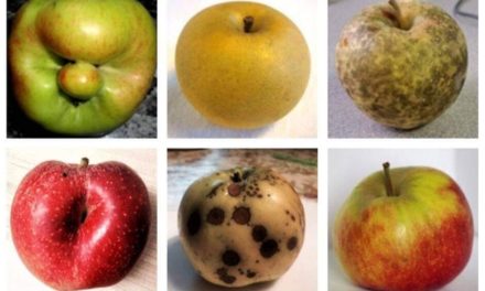 Vi fravælger grim og beskadiget frugt uden grund, viser forskning!