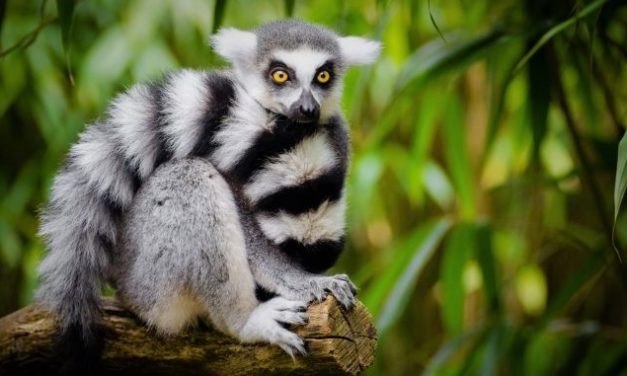 Dansk direktør bag ny global dyrevelfærdsorganisation!