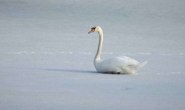 Sidder svanen fast på isen?