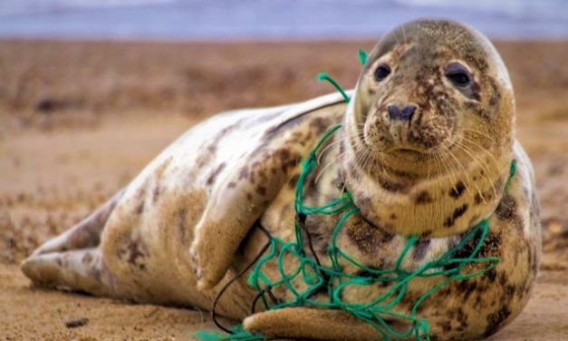 Ny strategi fra Plastic Change skal sikre højere ambitioner for at løse plastikkrisen!