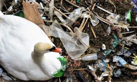 Gubra styrker Plastic Change i kampen mod plastforurening!