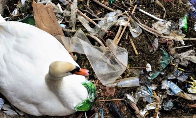 Gubra styrker Plastic Change i kampen mod plastforurening!