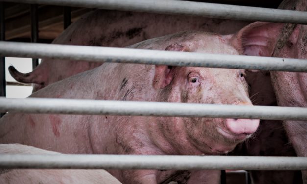 142 internationale forskere kræver stop for tremme dyr i landbruget!