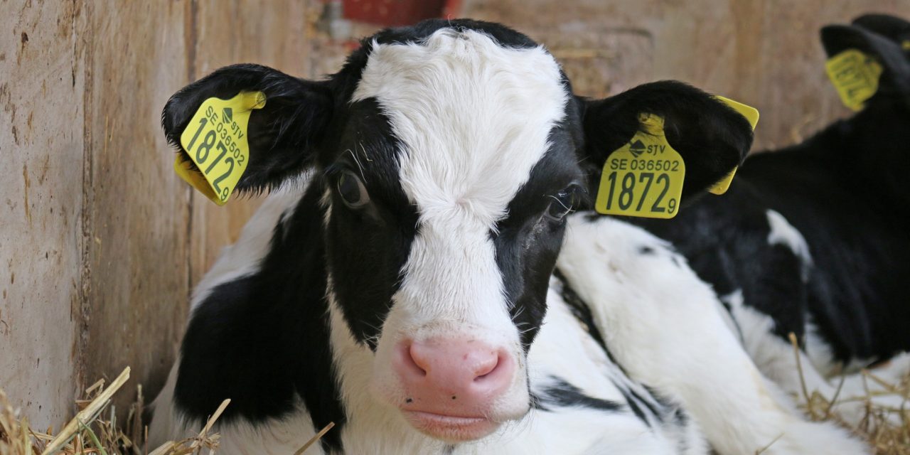 Dyreværnsforening: Landbruget fortsætter lovbrud!