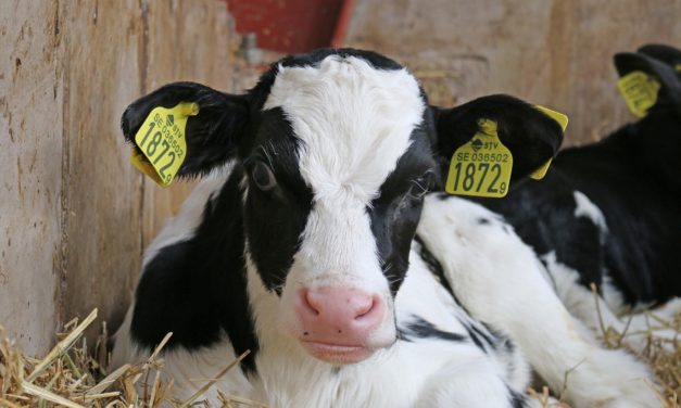 Dyreværnsforening: Landbruget fortsætter lovbrud!