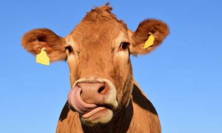 Fødevarestyrelsen skærper kontrol med salmonella i kvæg!