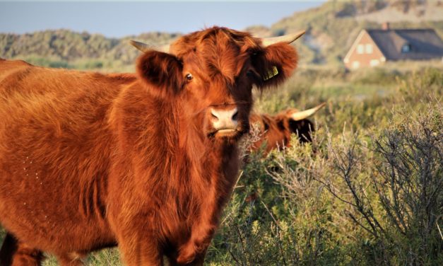 Fanø Kommune – den grønneste kommune!