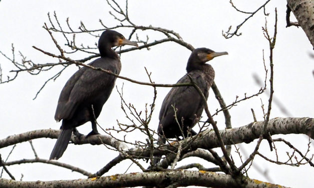 90 Kommuner er klar til at blive vildere!