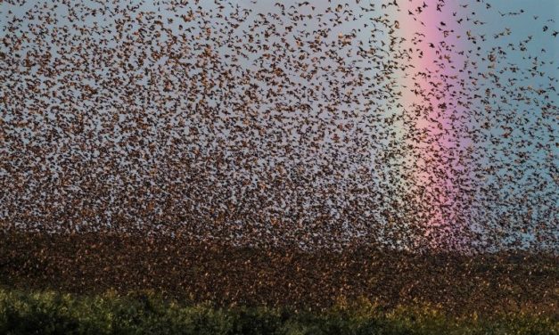 Stæren er kunstens nye rockstjerne!