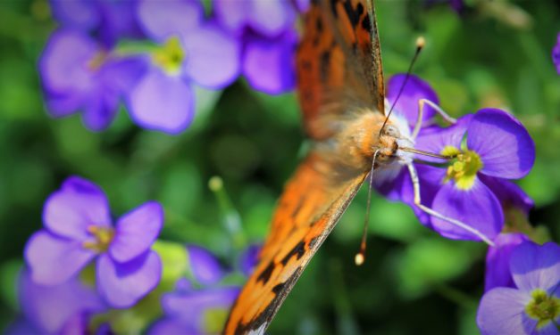 Smart insekttæller giver nye muligheder for naturovervågning!