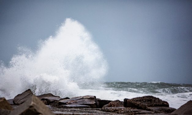 WWF: Sådan beskytter vi havet!