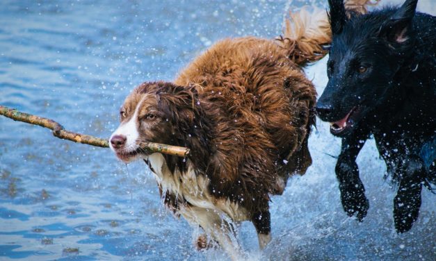 1. april skal strandhundene i snor!