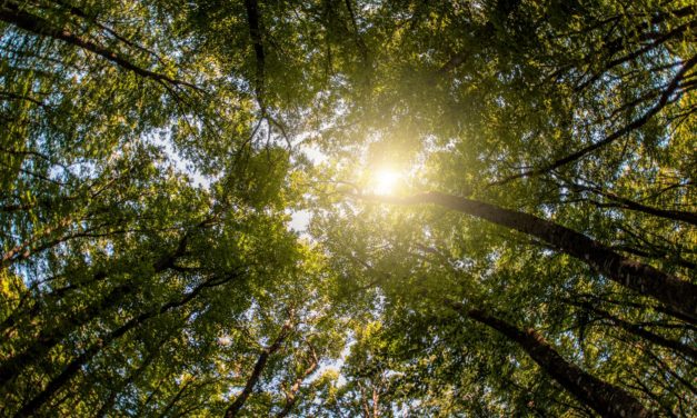 Et liv med Corona: Naturen er flyttet ind i vores liv!