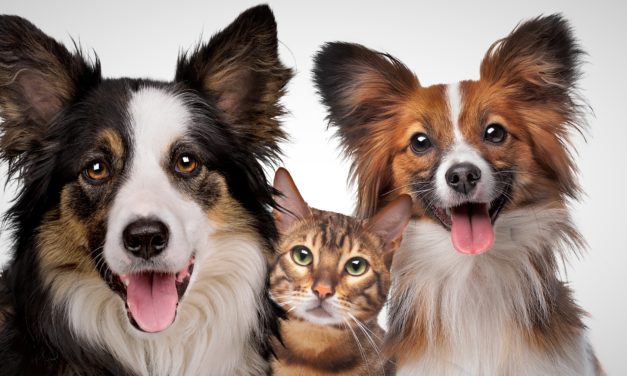 Påskefrokosten kan være til fare for kæledyrene: Pas på disse madrester!