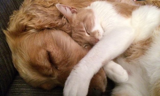 Studie: Modsat hunde viser katte absolut ingen loyalitet over for deres ejere!