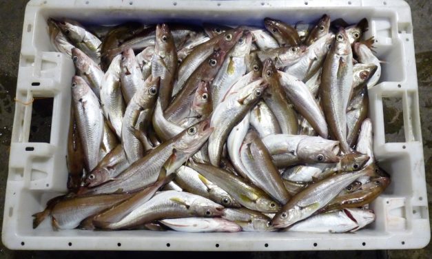 Gennembrud i fiskeriforhandlingerne, men ikke som håbet!