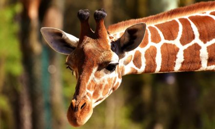 Zoologiske haver genåbner med krav om negativ coronatest!