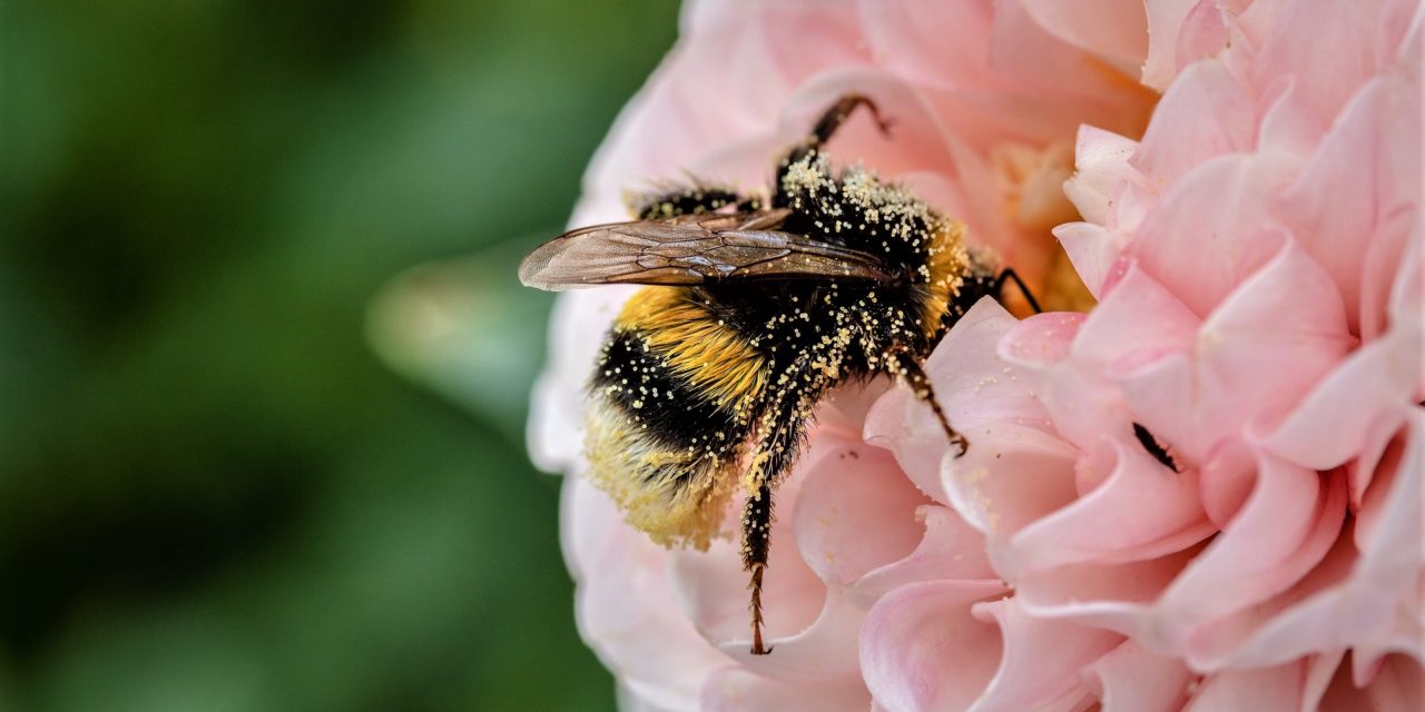 Forår: Kom bedst igennem pollensæsonen!
