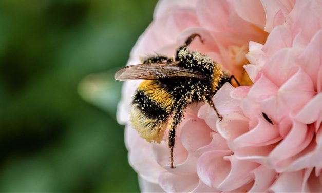 Forår: Kom bedst igennem pollensæsonen!