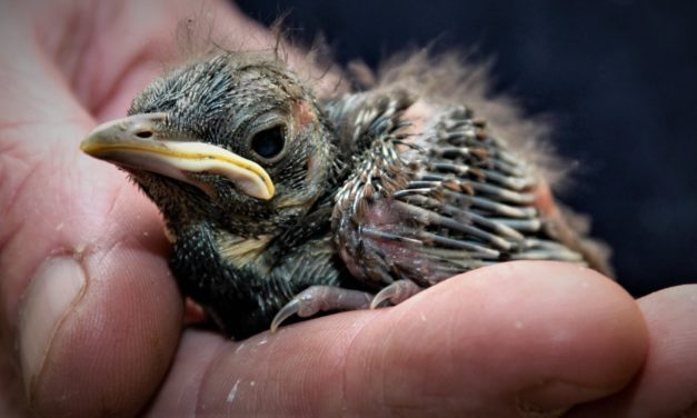 Fugleunger på jorden ka´ selv!