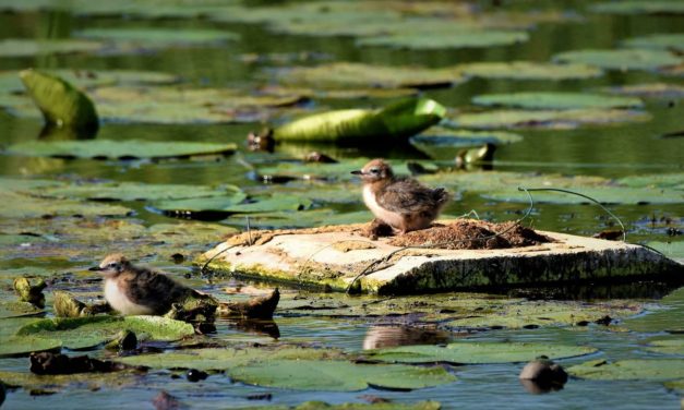 Redeflåder hjælper de sjældne sortterner i Tøndermarsken!