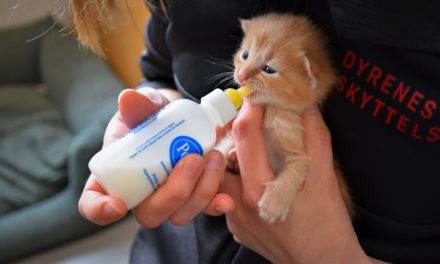 Sutteflasker og ildsjæle redder killinger!