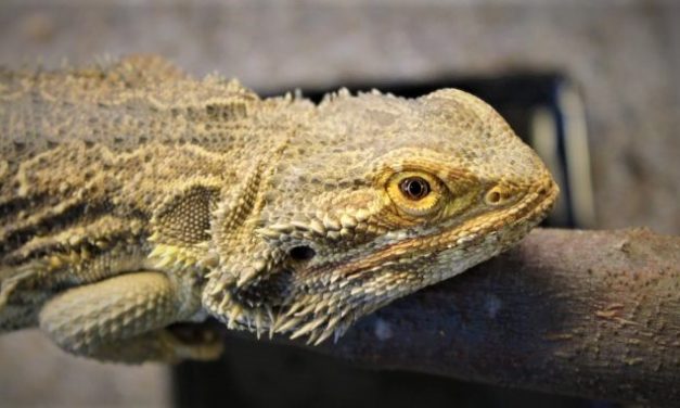 Dyr lider: Derfor skal handlen reguleres bedre!