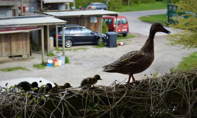 Andefamilier fanges i byernes baggårde!