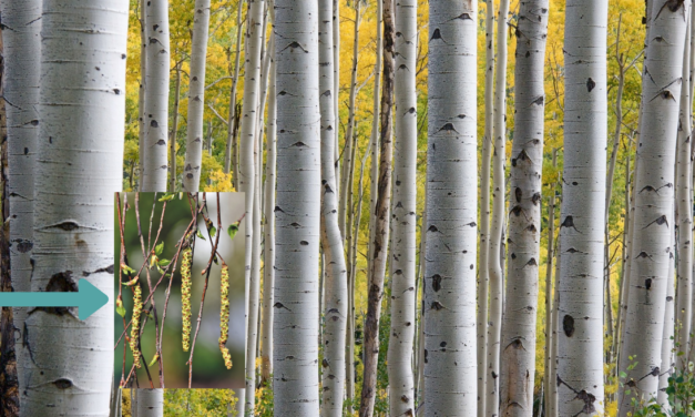 Nu er der birkepollen i luften!