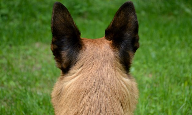 Danmark får flere og flere hundeskove!