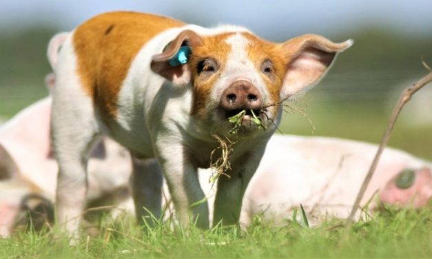 Landbrugets fonde bør være med til at finansiere den grønne omstilling!